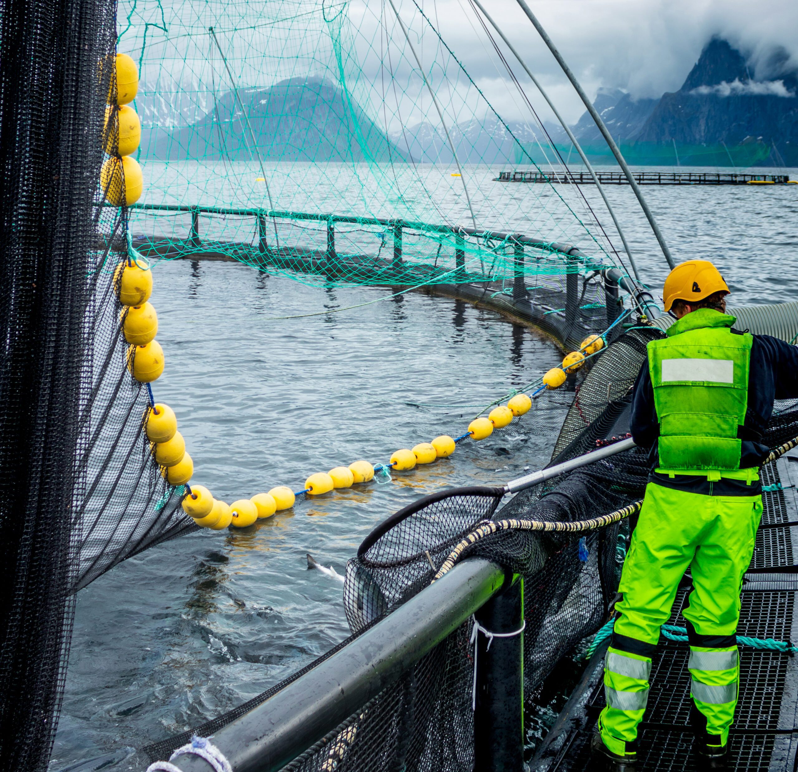 sweep net in use